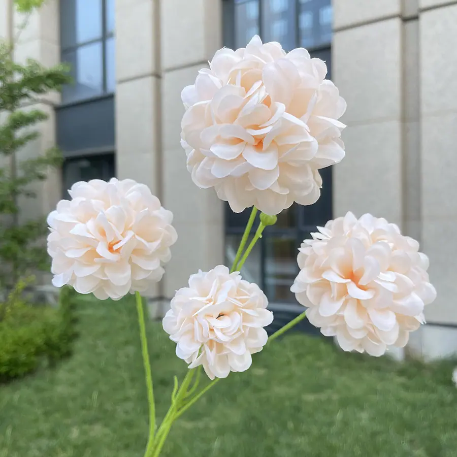 4头高枝芙蓉球-wxzjgx-香槟.JPG