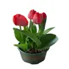 Semillas de bulbos de tulipán, bulbos holandeses de pétalo simple de 5 grados, flores de interior en maceta, florecen todo el año, fáciles de cuidar, aptos para cultivo hidropónico, venta al por mayor
