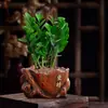 Árbol del Dinero Plantas Verdes en Maceta Son Fáciles de Cultivar Estilo Zen de Interior Sala de Estar Oficina Escritorio Plantas Verdes Flor Bonsái Venta al por Mayor