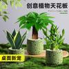 Árvore da Fortuna Plantada em Vaso Desktop Planta Criativa Enfeites Florais de Escritório e Plantas Verdes Coco Rico Funcho Pequeno Bonsai