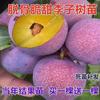 Una pieza de Dropshipping de plantones de ciruela azucarera de abeja Guizhou Liuma Sanhua, plantones de árboles frutales de nueva variedad, plantas en macetas para balcones en el sur
