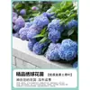 Plántulas de Hortensia, Flores Endless Summer, Plantas Florales de Maceta de Fácil Cultivo en Todas las Estaciones, Fácil de Cultivar en Patios Interiores