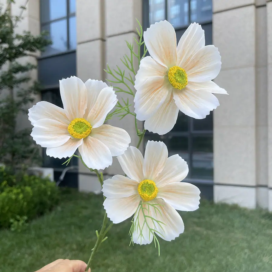 3头彩印格桑花-xhmgyx-香槟.JPG