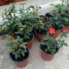 Macetas de Plástico Blando, Macetas de Cultivo Engrosadas para Macetas de Cultivo de Suculentas de Amazon, Macetas para Plántulas, Macetas Bicolor