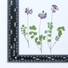 Semilla de Césped flor Ramas Flores Secas Espécimen de Planta flor Grabada Flor Seca Hojas Reales Flores Reales Calcomanía de Hoja