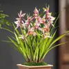 Plántulas de Orquídeas, Orquídeas, Orquídeas Rojas, Flores Fáciles de Cultivar en Todas las Estaciones, Brotes de Verano, Plantas Fragantes de Interior para Sala de Estar, Florales y Plantas Verdes, Plantas en Maceta