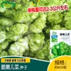 Semillas de Col China Huayu Crujiente y Tierna, Adecuadas para Plantar en Tierras de Cultivo y Huertos, Produciendo Frutos Grandes y Tiernos con Buena Tolerancia al Frío
