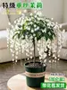 Planta de Jasmim em vaso para pendurar para uso interno com botões, planta verde resistente, planta pendente, flor de jasmim-de-vento, fácil de cuidar o ano todo