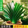 Plantas de Clívia em Vaso, Plantas Floríferas de Clívia, Phalaenopsis de Interior, Flores Fáceis de Cuidar, Plantas Verdes Ornamentais, Perenes o Ano Todo