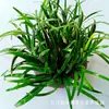 Plantas Acuáticas para Paisajismo de Acuarios, Plantas Acuáticas Vivas, Plantas de Fácil Cuidado, Hierba Ciempiés, Hierba Palacio Verde, Crisantemo Verde, Hierba Corona de Nueve Hojas Grandes, Mayoreo