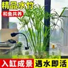 La Hierba de Dinero de Cobre es una planta hidropónica, adecuada para cultivo en maceta en interiores y exteriores, con hojas grandes y retoños de raíz fáciles de cultivar, lo que la convierte en una planta verde simple y fácil de cuidar.