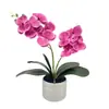 Bonsái Phalaenopsis de Doble Lóbulo Flor 9 Rosquilla Decoración Fotografía de Boda Maceta Arreglo de Patio Exterior Maceta de Flores Artificiales