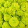 Pelota de Peluche Navideña Verde Fluorescente Cuerda Larga Decoraciones Navideñas Accesorios de Ropa del Grinch Productos Nuevos Transfronterizos