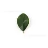 Espuma EVA de Alta Calidad Simulada Pieza Única Hoja de Magnolia Pasador DIY Ramo Arreglo Floral Ratán Hoja Decorativa El Más Vendido de Amazon