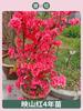 Plántulas de Azalea Silvestre, Plantas en Maceta, Plántulas de Rododendro de Montón Viejo, Plantación al Aire Libre Patios en el Norte y el Sur