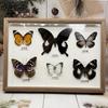Especimen de Mariposa Real Animal Insecto Alas Extendidas con Caja Marco de Fotos Adornos Estereoscópicos Decorativos Colgantes Producción DIY Apreciación