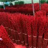 Salgueiro Prateado Flor Real Galho Fresco Flor Seca Ornamento Planta Verde Hidropônica de Interior Ano Novo Balde Vermelho da Sorte Flor Atrai Sorte Véspera de Ano Novo Planta em Vaso