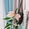 Flor Folha Bola Orquídea Rosa Variegada Bola Borda Dourada Flores Plantas Verdes Varanda Pendurar Trepadeira Plantas Floridas Plantas em Vasos Interior