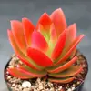 Base de planta suculenta autoproducida y autovendida al por mayor suculentas pequeñas combinación de flores plantas en maceta plantas carnosas Lithops Haworthia