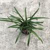 Orquídea de Primavera Reunión Feliz Pétalos de Loto Fragantes Plántulas de Orquídea Enana Oficina Balcón Dormitorio Planta Verde Plantas en Maceta