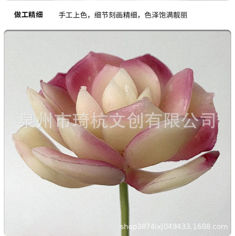多肉_22.jpg
