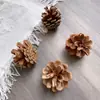 Paquete de materiales DIY hecho a mano flores mixtas plantas flores secas estilo bosque de jardín de infantes creación de anillos decoración piñas de Navidad