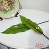 Cinta de Tacto Simulado Pieza Única Hoja de Jengibre Planta Verde con Hoja Flor Artificial Flor Falsa Venta al por Mayor Adorno Artificial Alto Decoración del Hogar