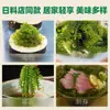 Uvas de Mar para Niños Frescas Listas para Comer Algas Verdes Vegetal de Longevidad Algas Marinas Col Marina Caviar de Sushi Plato Frío Salado