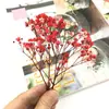 Pacote de Material DIY Flor Eterna 1g Gradiente Cabeça Grande Mosquitinho Estrela Milionária Buquê de Flores Secas Flor Eterna Flor Real