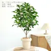 Plántulas de osmanthus de cuatro estaciones, plantas resistentes al frío en maceta, osmanthus dorado para balcón, flores de aroma intenso, árboles viejos para patio, plantas verdes fáciles de mantener