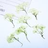 Hortênsia multi-cabeça com galhos flor real flor seca relevo atacado material feito à mão moldura de foto espécime de planta marcador de mesa lâmpada