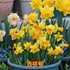 Bulbo de Narciso Envasado Hidropônico para Interior Quatro Estações Florais Cultivadas na Água Planta de Narciso Tulipas Florescem no Outono e Inverno