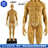Modelo de cráneo de referencia para pintura de 30 cm color músculo Arte anatomía estructura hueso músculo humano Arte boceto