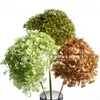 [Niebla Natural Hortensia] Flor Eterna Flor Seca Hortensia Anna Hortensia Lobular Material para Boda DIY Venta al por Mayor