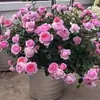 Plántulas de Rosa Floreciente de Cuatro Estaciones de Envío Directo de Una Pieza en Maceta Plántulas Grandes Flores de Balcón Arbustos de Patio con Capullos