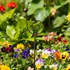 Suporte de Estaca para Planta Caracol Amazon Transfronteiriço Decoração de Jardim Minimalista Mais Vendido Arte em Ferro Cor de Ferrugem Artesanato em Metal