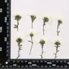 Coleção de Galhos de Flor de Crisântemo, Pacote de Material para Embossing de Flores Secas, Material para DIY Feito à Mão, Espécime de Planta, Marcador de Página Embossado com Cola