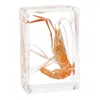Artesanías de especímenes, insectos reales, escarabajo ciervo, escorpión, escarabajo, araña, regalos de enseñanza de ciencias biológicas, adornos de resina