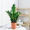 Árvore da Fortuna Planta em Vaso Grande Árvore da Fortuna Planta Verde Pequena Árvore da Fortuna Sala de Estar Escritório Flores de Interior Bonsai Cordão da Fortuna