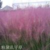 Sementes de Centáurea Perene no Atacado de Várias Regiões, Sementes de Dianthus Multicolores, Flores Medicinais, Flores de Trigo Gigantes, Sementes para Jardinagem