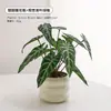 Plantas Verdes, Vasos Pequenos, Árvore da Fortuna Semelhante para Mesas de Escritório Internas, Mesas de Centro de Sala de Estar, Flores Artificiais e Arranjos Florais