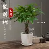 Árbol del Dinero Maceta Planta de Interior Tierra para Flores Pequeño Bonsái Cultivado en Maceta Planta Verde para Sala de Estar Oficina Fortuna Cerámica Maceta Pequeña