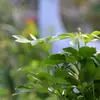 Plantas hidropônicas em vaso com raízes, fáceis de cuidar em ambientes internos durante todo o ano, perenes e eficazes na absorção de formaldeído, purificação do ar e bloqueio de radiação.