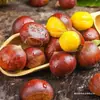 Castañas frescas, de temporada, de nueva cosecha, castañas silvestres frescas y tiernas, castañas de granja, castañas no cónicas, castañas pequeñas aceitosas