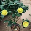 Camelia en Maceta con Capullos de Flor, Plántulas de Cuatro Estaciones, Plántulas de Camelia, Flores Fragantes Rojas de Cinco Colores, Plantas de Interior Fáciles de Cuidar