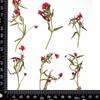 Especímenes de Plantas con Flores Prensadas, Hierba en Resina, Fundas de Teléfono DIY, Materiales para Marcos de Fotos, Flores Secas, Flores Reales, Maquillaje de Novia, Arte de Uñas