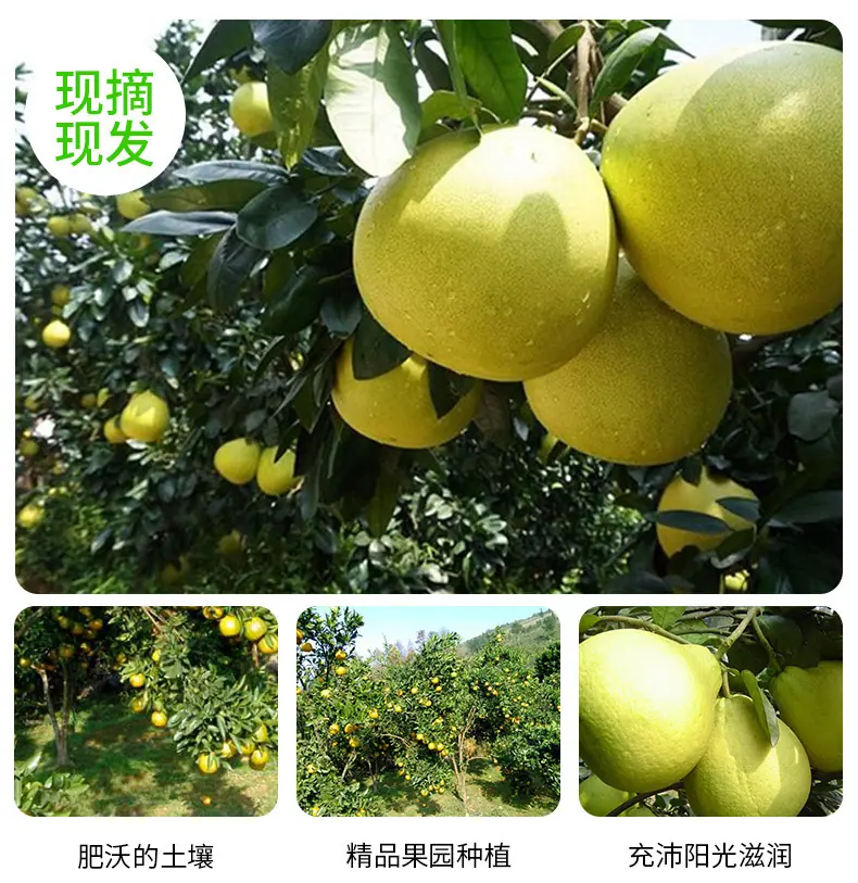 福建漳州白心蜜柚详情图6