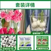 Tulipanes Hidropónicos al por Mayor 5 Grados Bulbos Grandes Resistentes al Frío para Invierno Interior/Exterior Fáciles de Cultivar para Principiantes Flores en Maceta Plantas