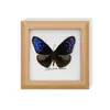 Mariposa Rayada de Tigre Rara, Adorno de Insecto Precioso, Espécimen de Mariposa Azul, Regalo para Ancianos, Amigos o Niñas en su Cumpleaños, Marco de Espécimen de Mariposa