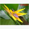 Oferta Especial Plantas y Flores Verdes Grandes de Interior, Plantas en Maceta Ave del Paraíso, Strelitzia Regina Plantas Verdes Ornamentales para el Hogar Bonsái